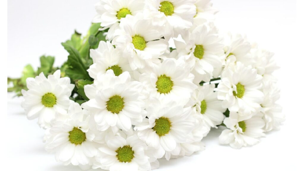 Bunch of white chrysanthemums