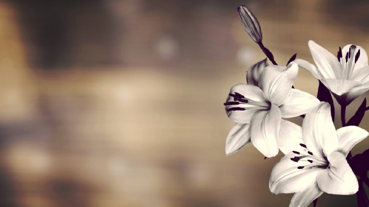 Three white sympathy flowers on a greyed background